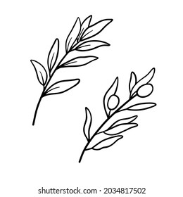 Olives branch in line art drawing style. Minimalist black linear sketch on white background. Vector outline illustration