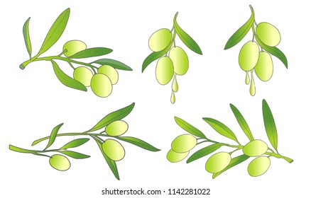 Olives branch with olive oil drops.