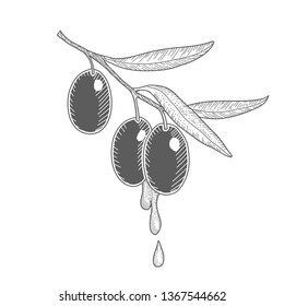 Olives branch with olive oil drops. Hand drawn vector ink sketch icons. Black and white vector illustration.