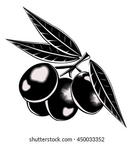 Olives with branch on white background. Good for olive oil and fresh salad.