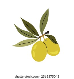 Olives. Branch ripe green olives. Ingredient for olive oil. Olive tree. Greek plant. Flat illustration on white background.