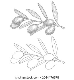Olives branches with berries. Light ink sketch and outline. Vector illustration for labels. Green olive.