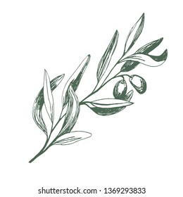 Olives branches and fruits for Italian cuisine design or extra virgin oil food or сosmetic product packaging wrapper. Hand drawn Illustration in vector.