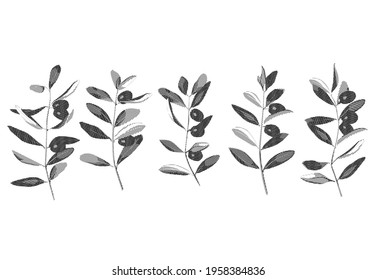 Olives and branches hatching vintage vector set. Graphic elements for Italian cuisine design, extra virgin oil food, cosmetic products, home and textile prints