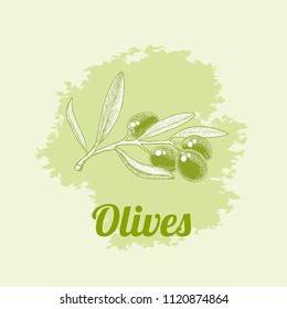 Olives branches on green background, hand drawn vector illustration.