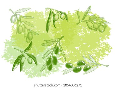 Olives branches sketch set for disign label olive oil bottle . Hand drawn vector illustration on watercolor stains background .