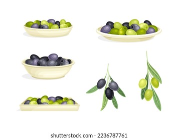 Olives Cultivar with Small Black and Green Drupe Fruit Branch and on Plate Vector Set