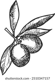Olives engraving. Hand drawn natural leaf branch
