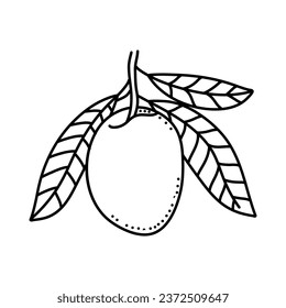 Olives fruit doodle icon design isolated on white background