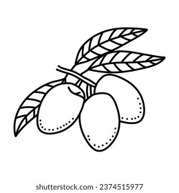Olives fruit doodle icon design isolated on white background