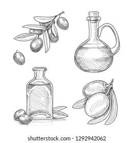 Olives fruit on branch and olive oil in glass bottle sketch. Hand drawn vector illustrations set isolated