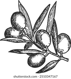 Aceitunas creciendo grabado. Dibujo de rama de árbol natural