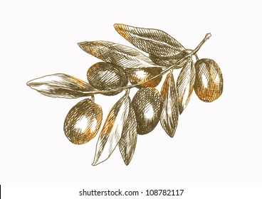 olives - hand drawing converted to a vector