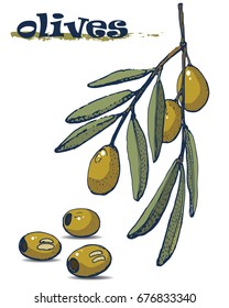 the olives , hand drawing ,vector illustration ,green olives branch with leaves