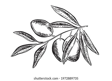 Olives hand drawn style, vector illustrations.