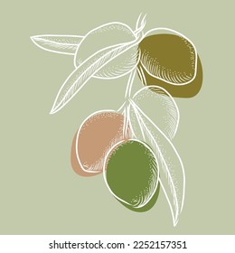 olives Illustration vector  hand drawing