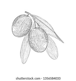 Olives illustration vector in hand drawn design