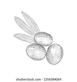 Olives illustration vector in hand drawn design 