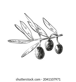 Olives and leaves hand drawn illustration, Close up olive fruit on tree branch, Eco farm products, healthy vegetarian food, Isolated vector sketch black and white graphics