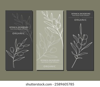 Olives Line Art. Olives Labels. Organic Shop banner. Botanical Background trendy minimalist olive branches. Olives banner template. Floral Line Art Illustration. 