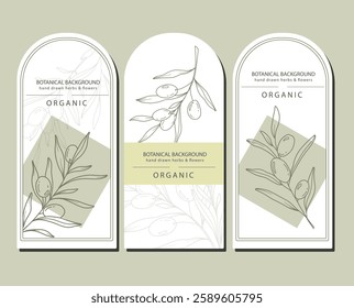 Olives Line Art. Olives Labels. Organic Shop banner. Botanical Background trendy minimalist olive branches. Olives banner template. Floral Line Art Illustration. 