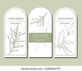 Olives Line Art. Olives Labels. Organic Shop banner. Botanical Background trendy minimalist olive branches. Olives banner template. Floral Line Art Illustration. 