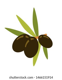 Olives on branch flat vector illustration. Black olives on twig with leaves isolated on white background. Nutritious organic oil ingredient. Ripe harvest from traditional Greek evergreen plant