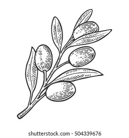 Olives on branch with leaves. Hand drawn design element. Vintage black vector engraving illustration for logotype, poster, web. Isolated on white background.