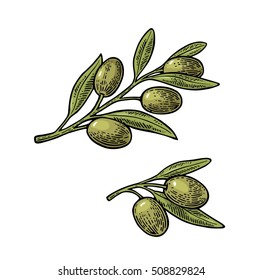 Olives on branch with leaves. Hand drawn design element. Vintage color vector engraving illustration for logotype, poster, web. Isolated on white background.