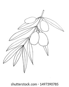 olives on a branch with leaves simple liner hand drawn on a white background vector graphic. natural organic plant element icon