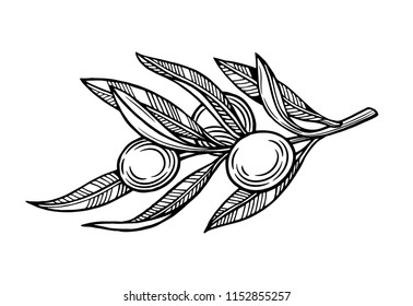 Olives on a branch with leaves. Vector illustration. Vintage style.Templates for design shops, restaurants, markets.