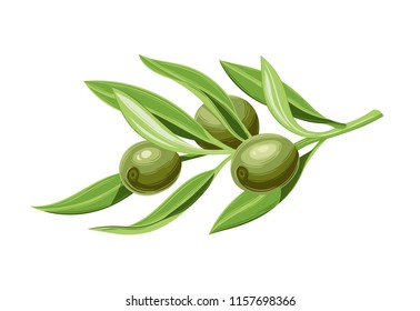 Olives on a branch with leaves. Vector illustration. Vintage style.Templates for design shops, restaurants, markets.