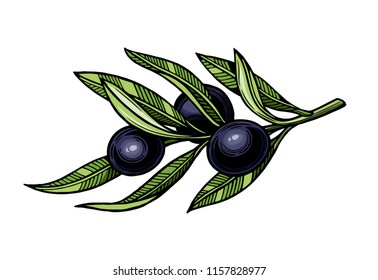 Olives on a branch with leaves. Vector illustration. Vintage style. Templates for design shops, restaurants, markets.