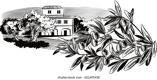 Olives on a branch and a Mediterranean farmhouse surrounded by olive trees.