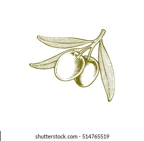 Olives on a branch, vector illustration