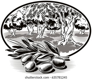 Olives on a branch and within an oval frame an olive grove.