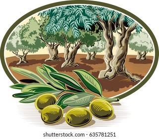 Olives on a branch and within an oval frame an olive grove.