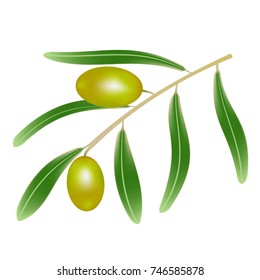 olives on the branches