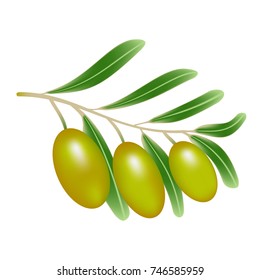 olives on the branches