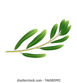 olives on the branches