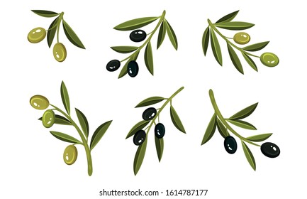 Olives on Branches Vector Set. Eco Ingredient for Salads