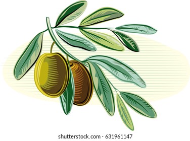 Olives on a small olive branch with some leaves.