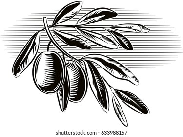 Olives on a small olive branch with some leaves.