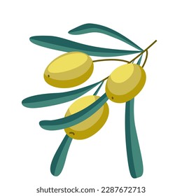 olives on a twig on a white background vector
