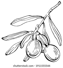 Olives outline, olive branches isolated on white background, leaves, olives, vector black and white