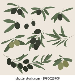 Aceitunas. Conjunto de aceitunas negras y verdes. Ilustración vectorial.