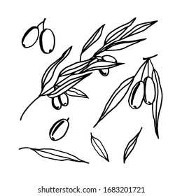 The olives set. Black and white outline drawing by hand. Vector illustration of olive branches, leaves and berries. Design elements.