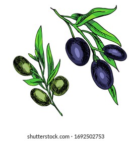 olives set black and white outline