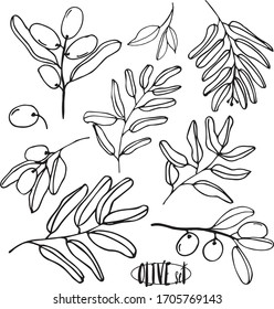 Olives set of elements with olive branches and fruits for Italian, greek or turkish cuisine design or extra virgin oil food or cosmetic product packaging wrapper. Hand drawn Illustration in vector.