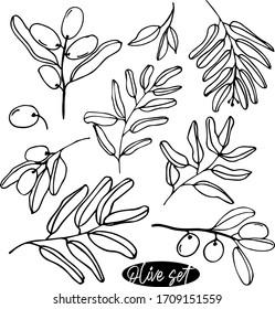 Olives set of elements with olive branches and fruits for Italian, greek or turkish cuisine design or extra virgin oil food or cosmetic product packaging wrapper. Hand drawn Illustration in vector.